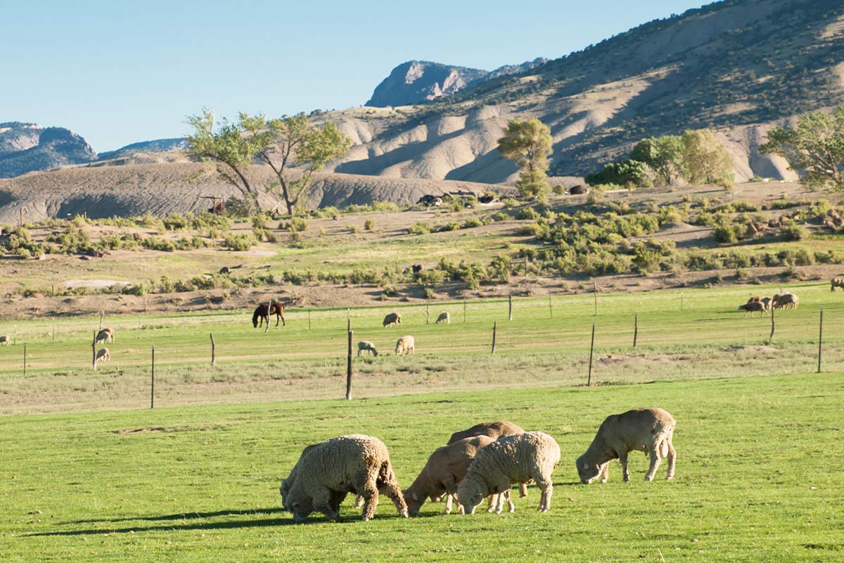 Utah Farms
