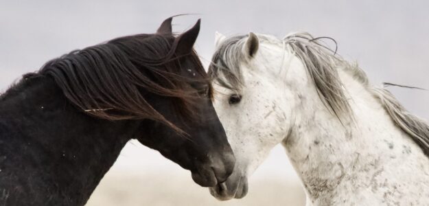 Ebony & Ivory