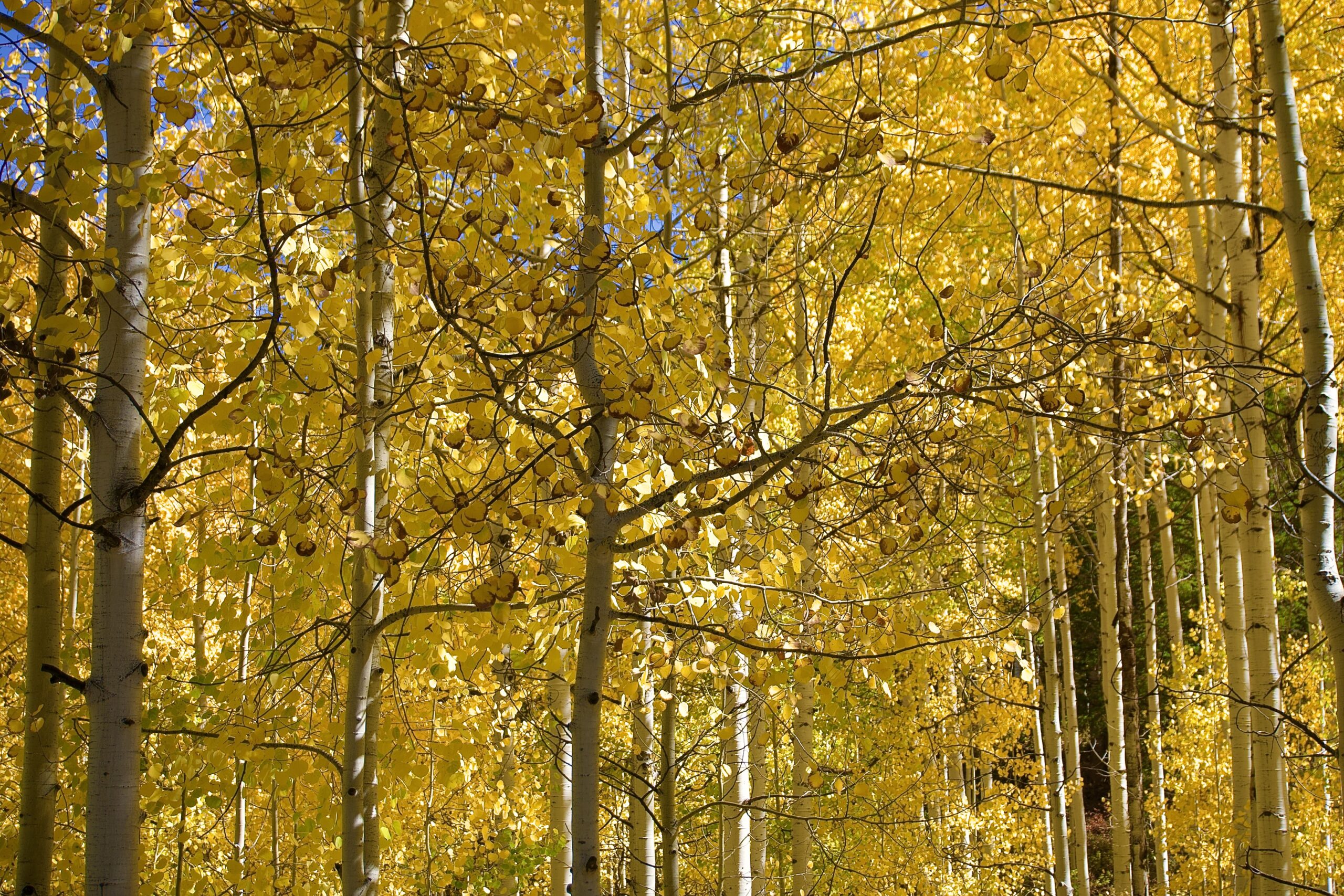 Aspen Trees