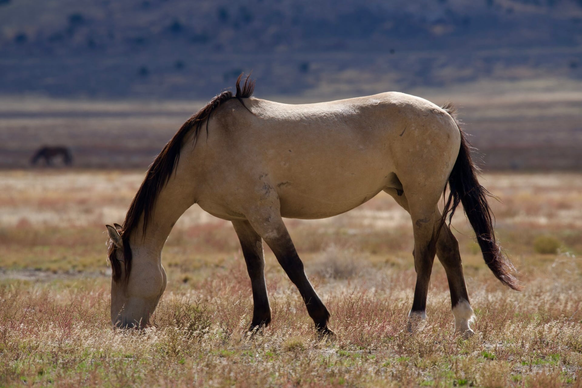 Onaqui wild herd #4