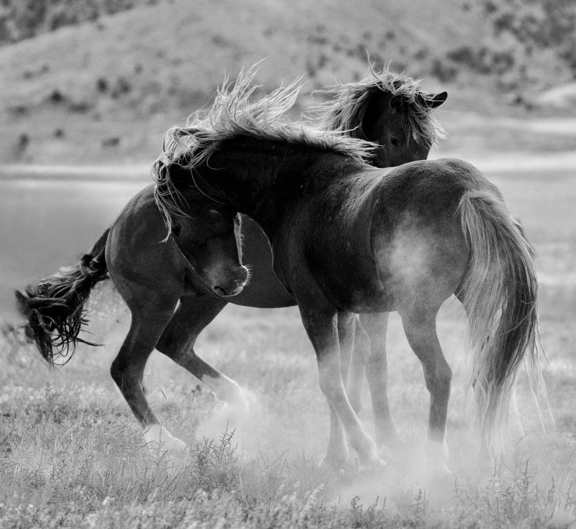 black & white dance of the horses
