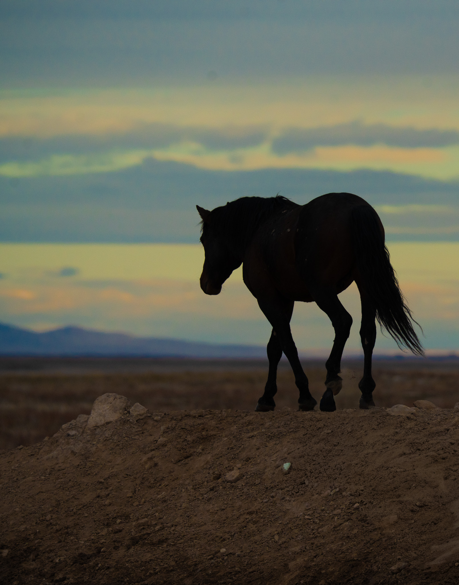 Going Home… Onaqui wild horse